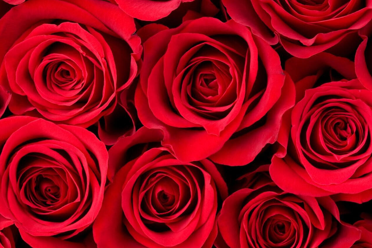 A soft floral start of pear and elderflower, finished with a gentle heat that lingers, best enjoyed without asking what it corrects.